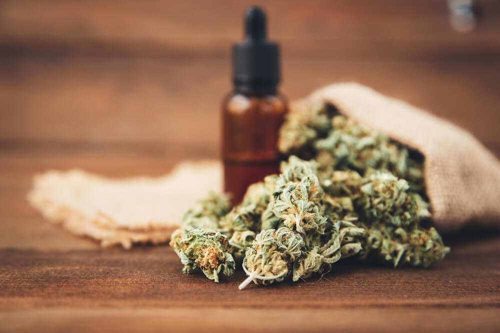 cannabis regulamentação importância uso medicinal