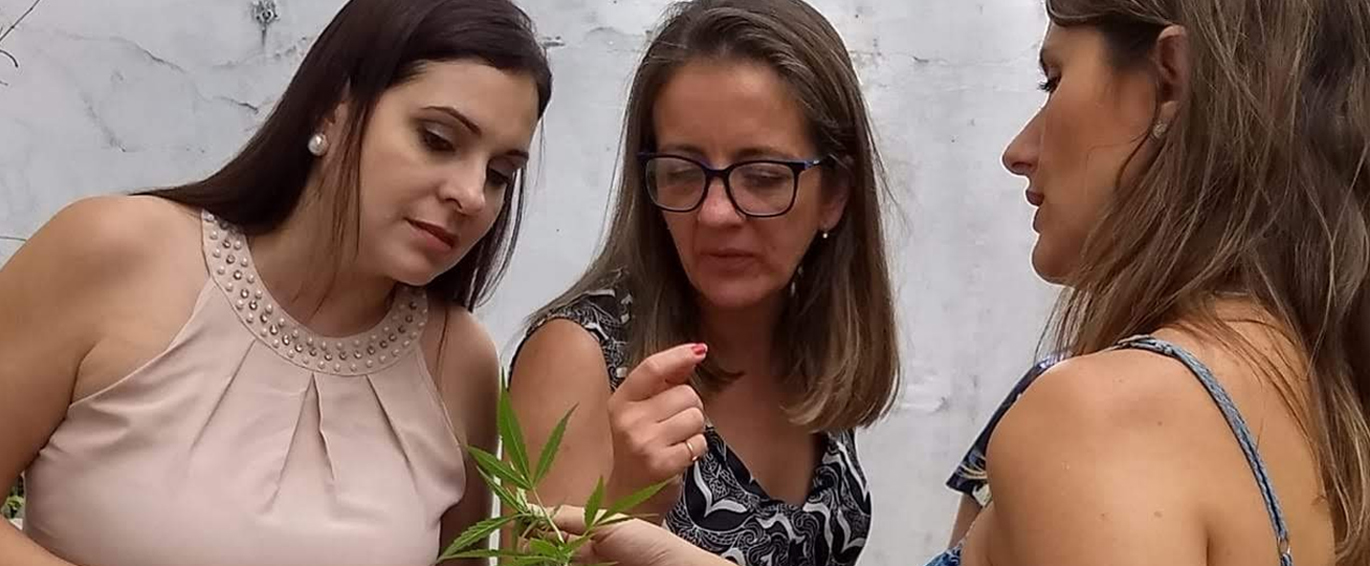 Uso medicinal da Cannabis - Legalização silenciosa no Brasil