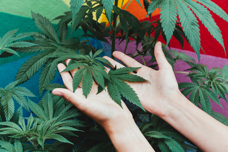 Cannabis-medicinal-para-fibromialgia-beneficios