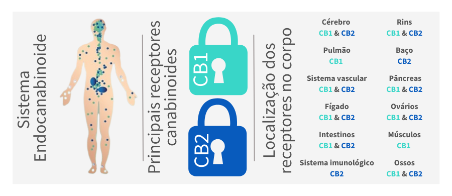 sistema endocanabinoide