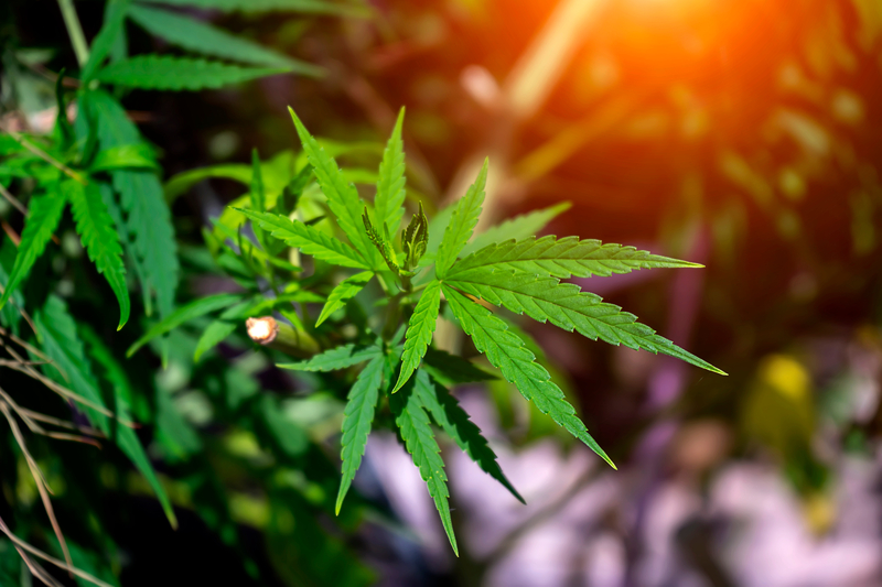 quais-sao-os-tipos-de-maconha