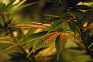 tipos-de-maconha