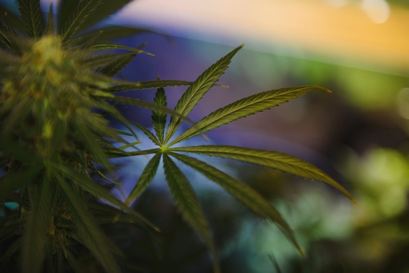tipos-de-maconha-cannabis