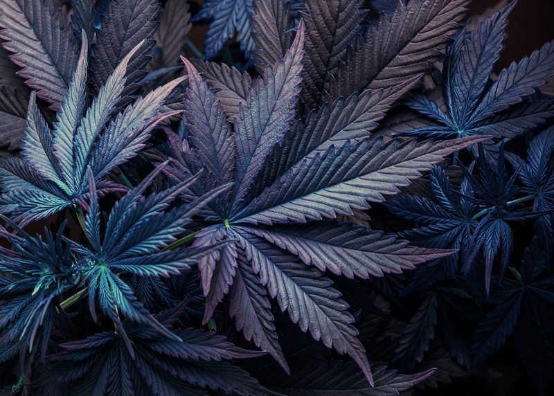 tipos-de-maconha-e-usos