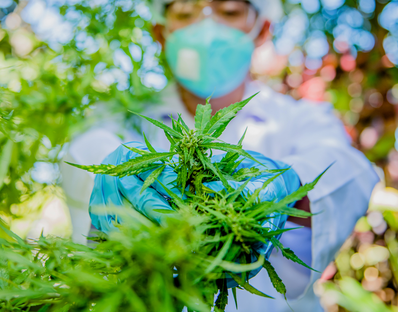 tipos-de-maconha-quais-sao