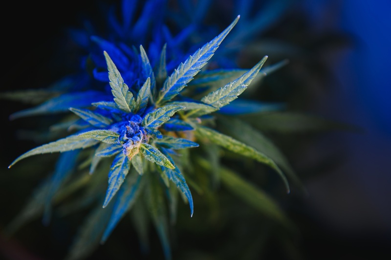 tipos-de-maconha-variacoes