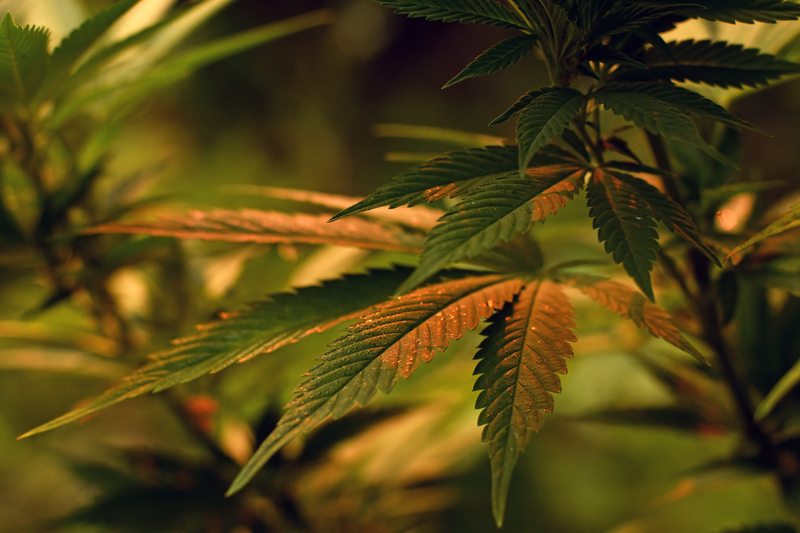 tipos-de-maconha