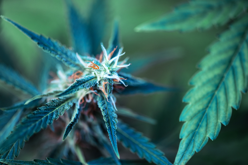usos-e-tipos-de-maconha