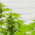 o que e cannabis cbd