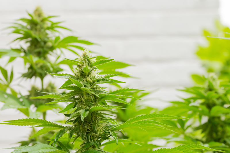 o que e cannabis cbd