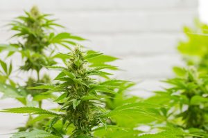 o que e cannabis cbd