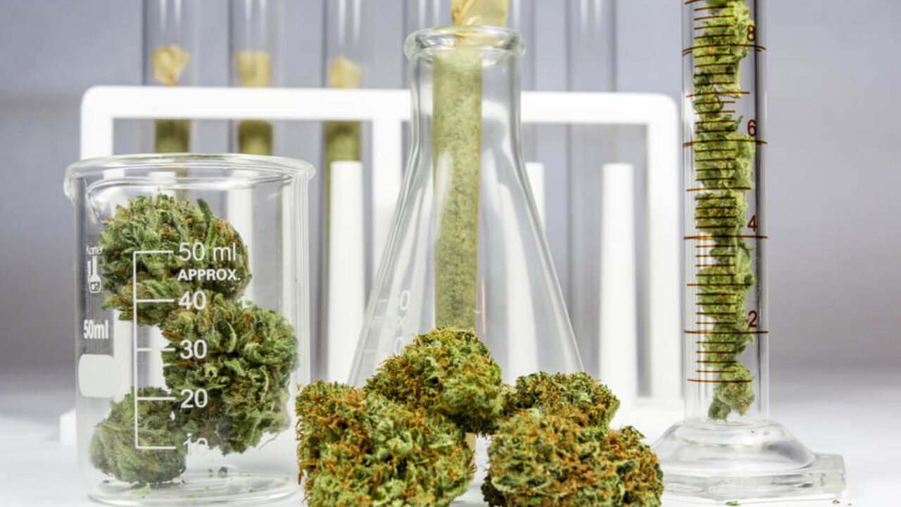 O que é Cannabis: Componentes, Tipos, Efeitos e Usos