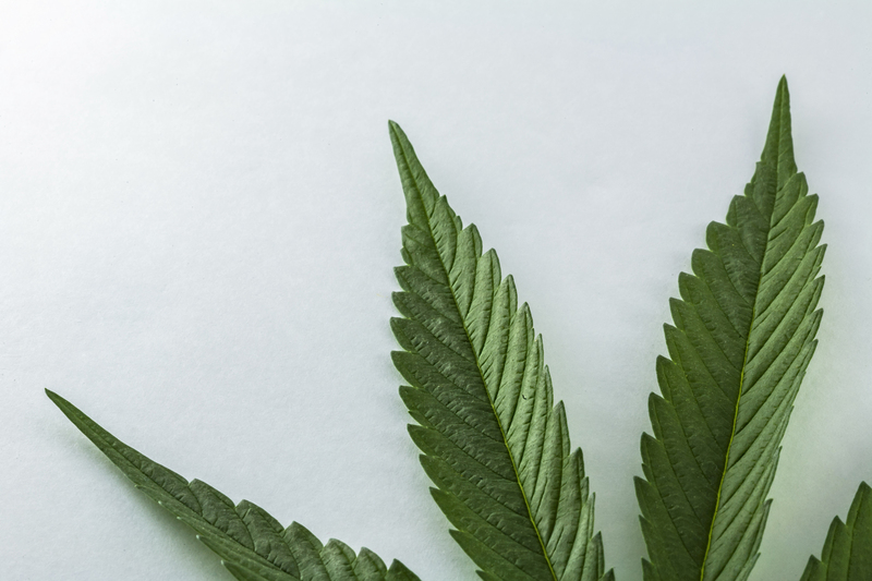 o que e cannabis medicinal