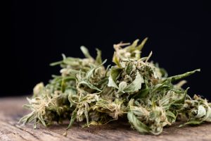 o que e cannabis sativa