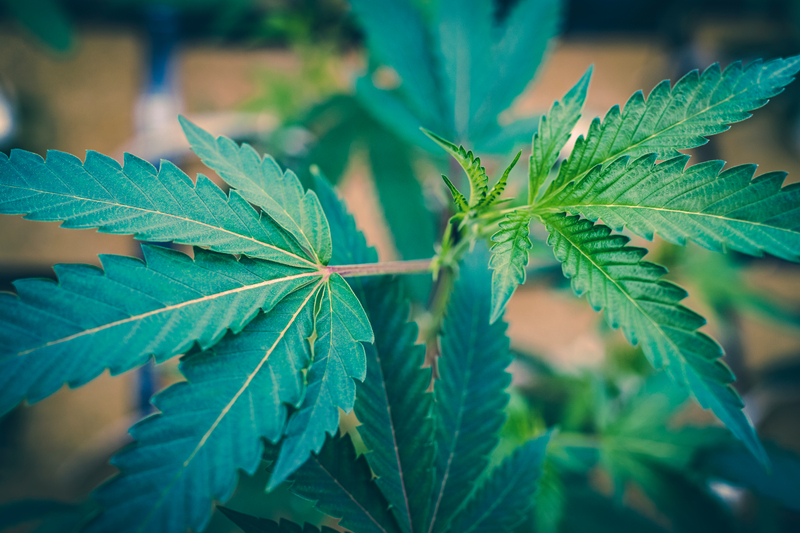 saiba o que e cannabis