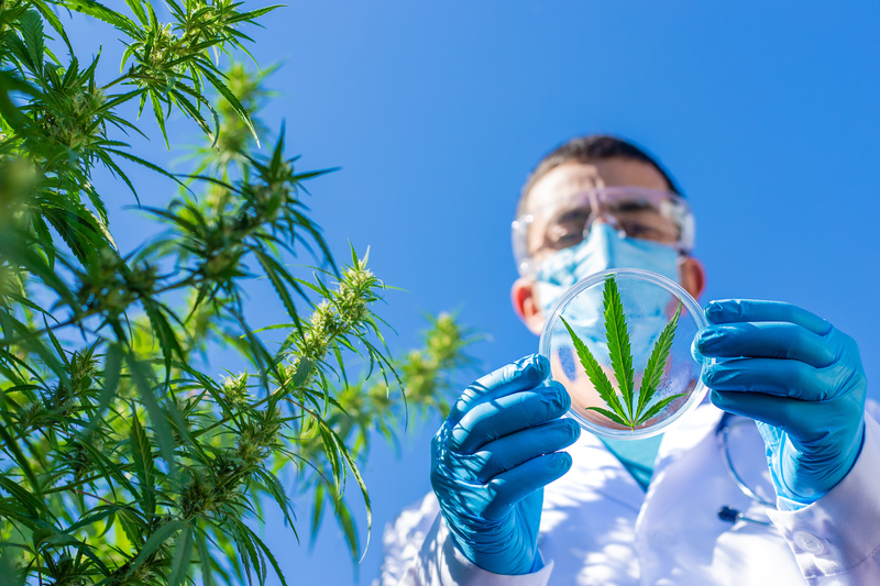 anvisa regulacao da cannabis