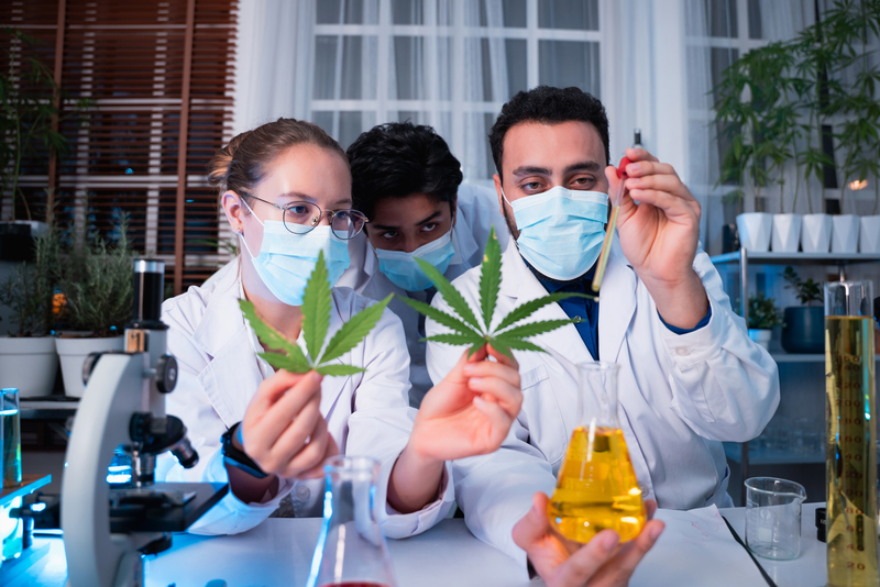 regulacao da cannabis em 2025