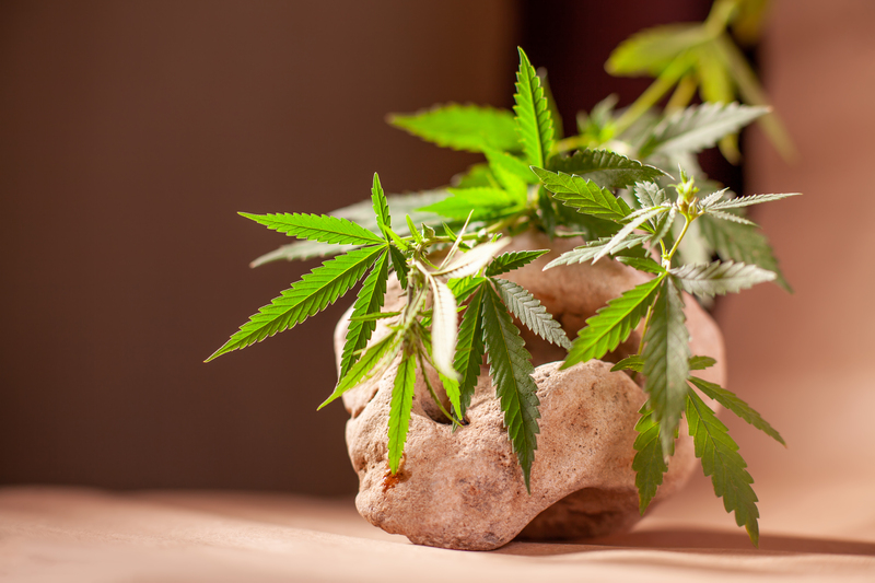 regulacao da cannabis medicinal