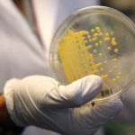 CBD pode ser eficaz contra superbactérias, revela estudo