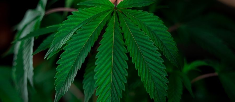 news-cannabis