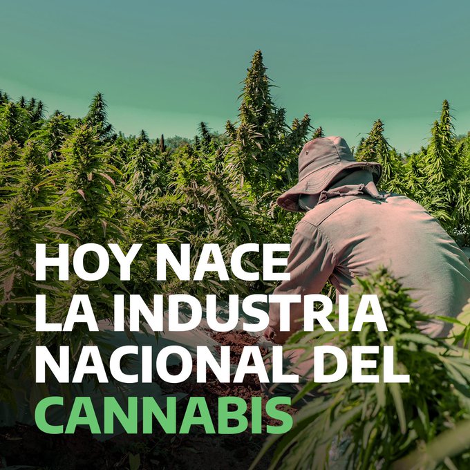 Argentina: sancionada lei da Cannabis medicinal e do cânhamo industrial
