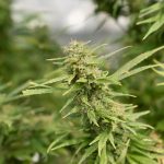 Frente Parlamentar da Cannabis Medicinal vai debater aspectos jurídicos no país