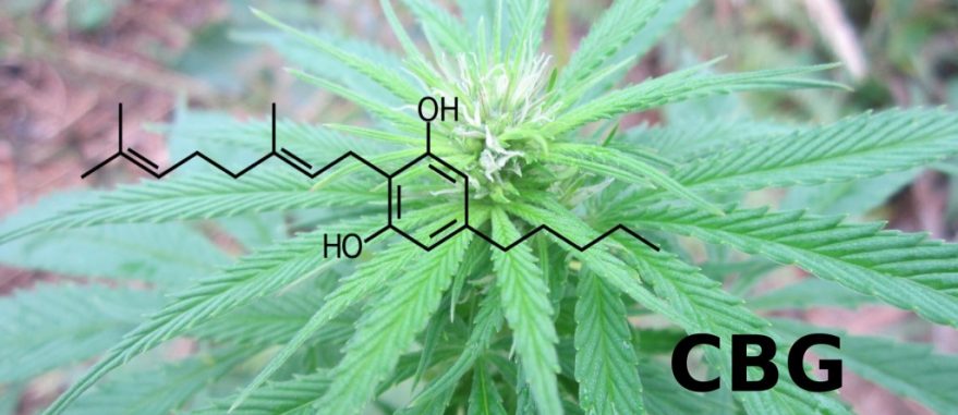 Conheça a pesquisa com Cannabis na UFSC