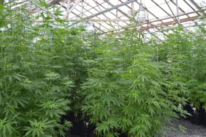 Cultivo de Cannabis na UFV