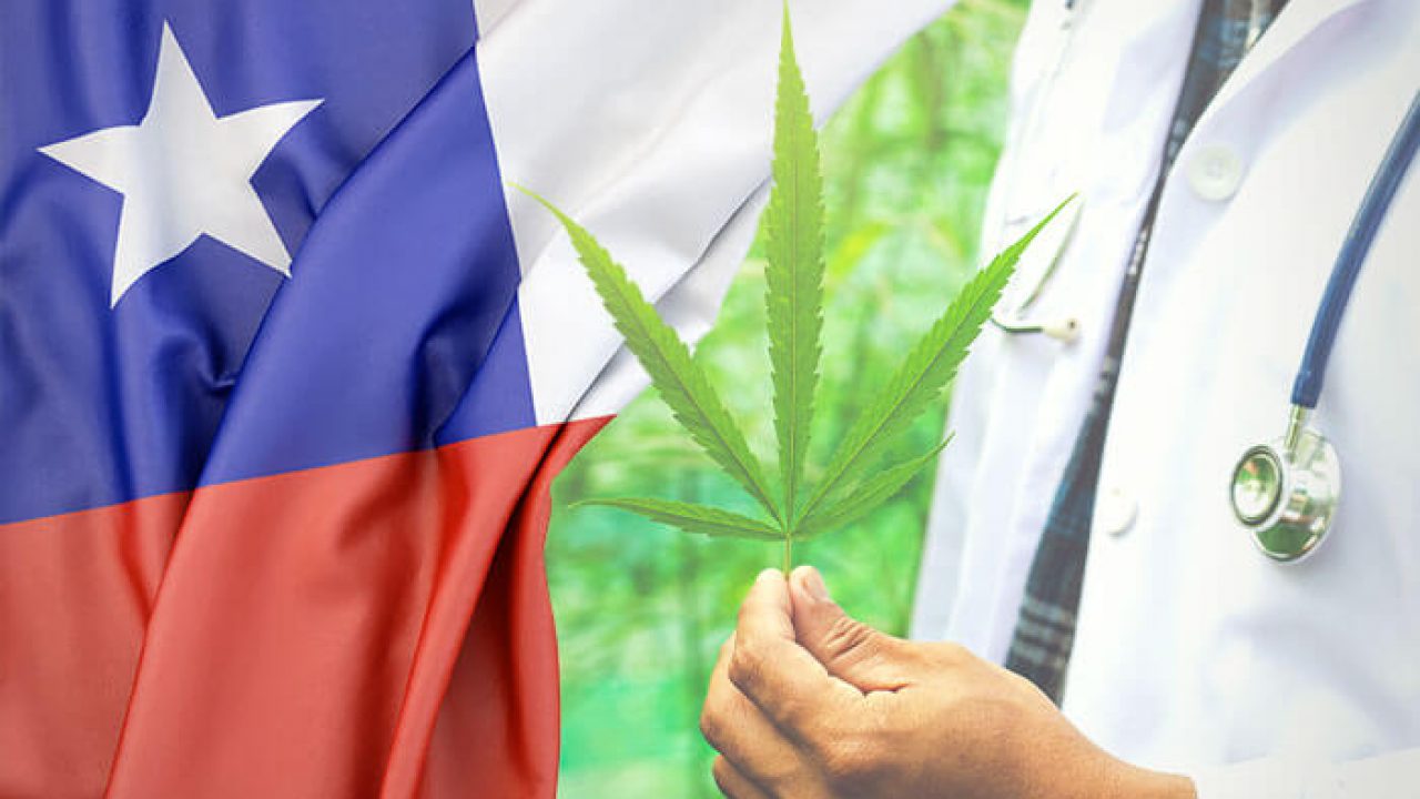 Cannabis-Chile