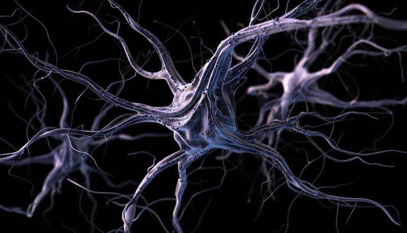 cerebro e intestino neuronios