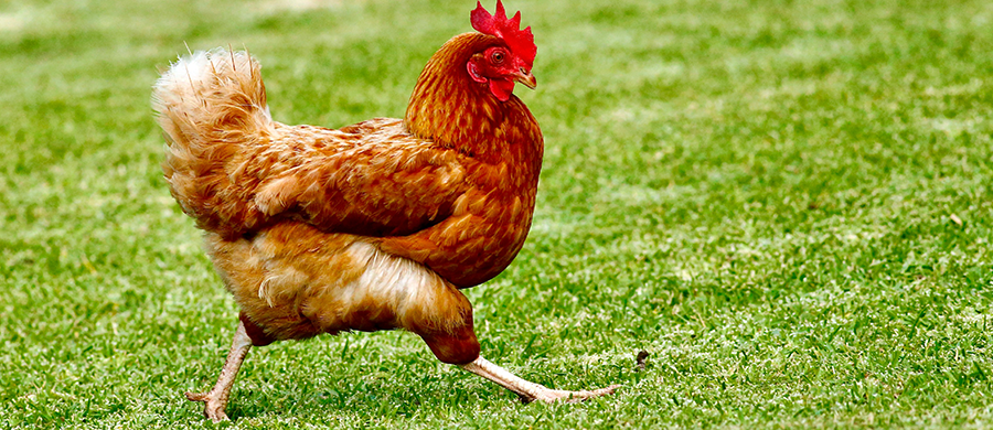 Cannabis substitui antibióticos em criação de galinhas na Tailândia