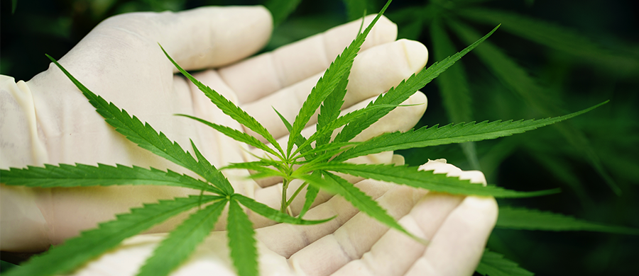 Estudo: Cannabis não tem impacto negativo na saúde pública