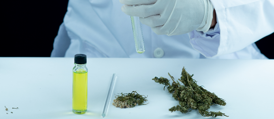 Estudo: Preparações caseiras de Cannabis vs. produtos comerciais