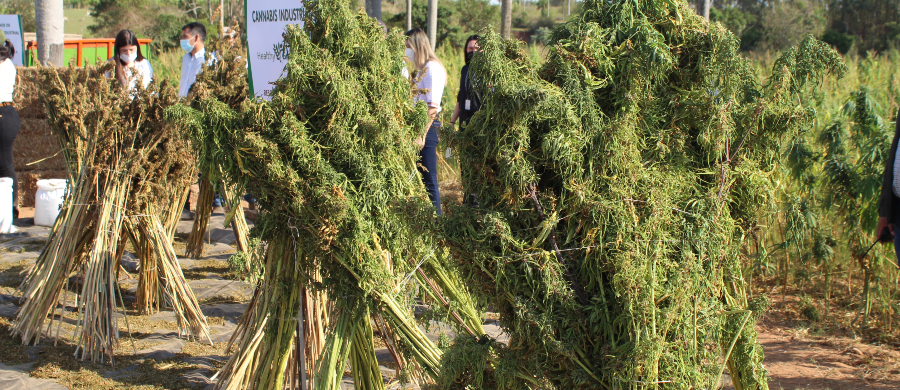 Koba promove experiência no mercado de Cannabis do Paraguai