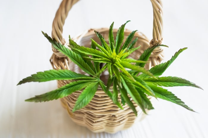 plantas medicinais cannabis medicinal