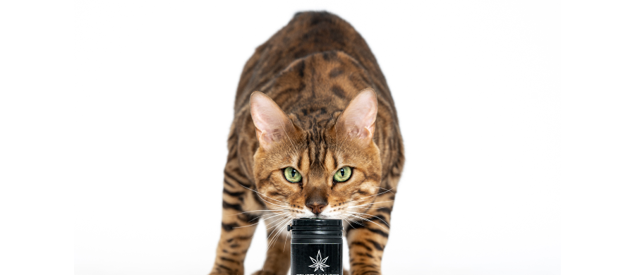 Estudo de caso: Cannabis melhorou as dores gato com artrite