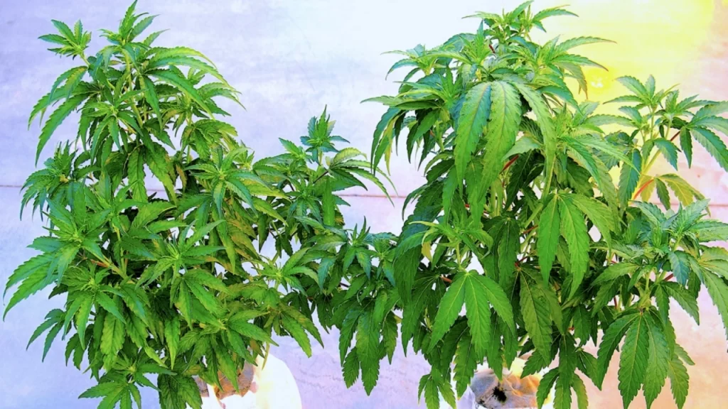 Plantas de Cannabis uma infectada e outra saudável