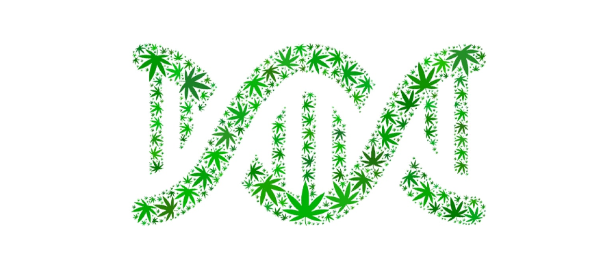 Dia do DNA: teste genético torna a Cannabis simples