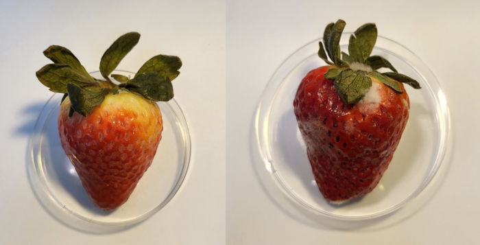 Morango revestido com camada comestível de CBD (à esquerda) com aparência de mais fresco em comparação com morango não tratado (à direita)