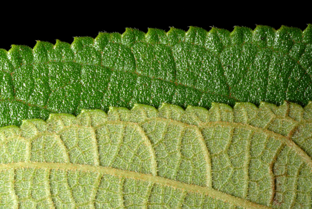 Detalhe das folhas de Trema micrantha