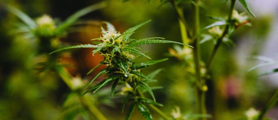 Justiça Federal autoriza cultivo de Cannabis por associação Vital de Natal