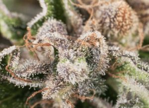 Terpenos podem potencializar os efeitos da Cannabis, diz estudo.
