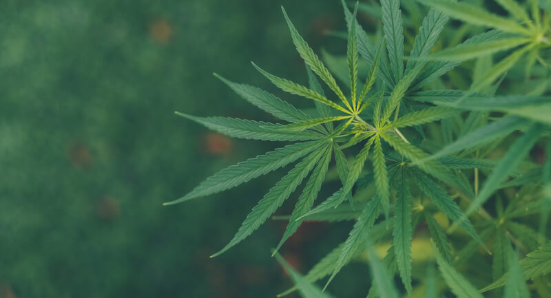 cannabis indica sativa hibrida