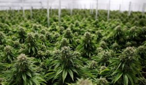 Quem pode regulamentar o cultivo da Cannabis no Brasil?