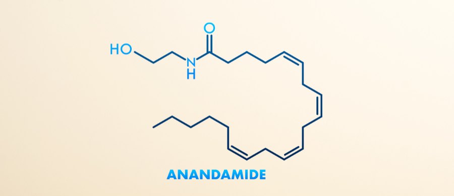 anandamida