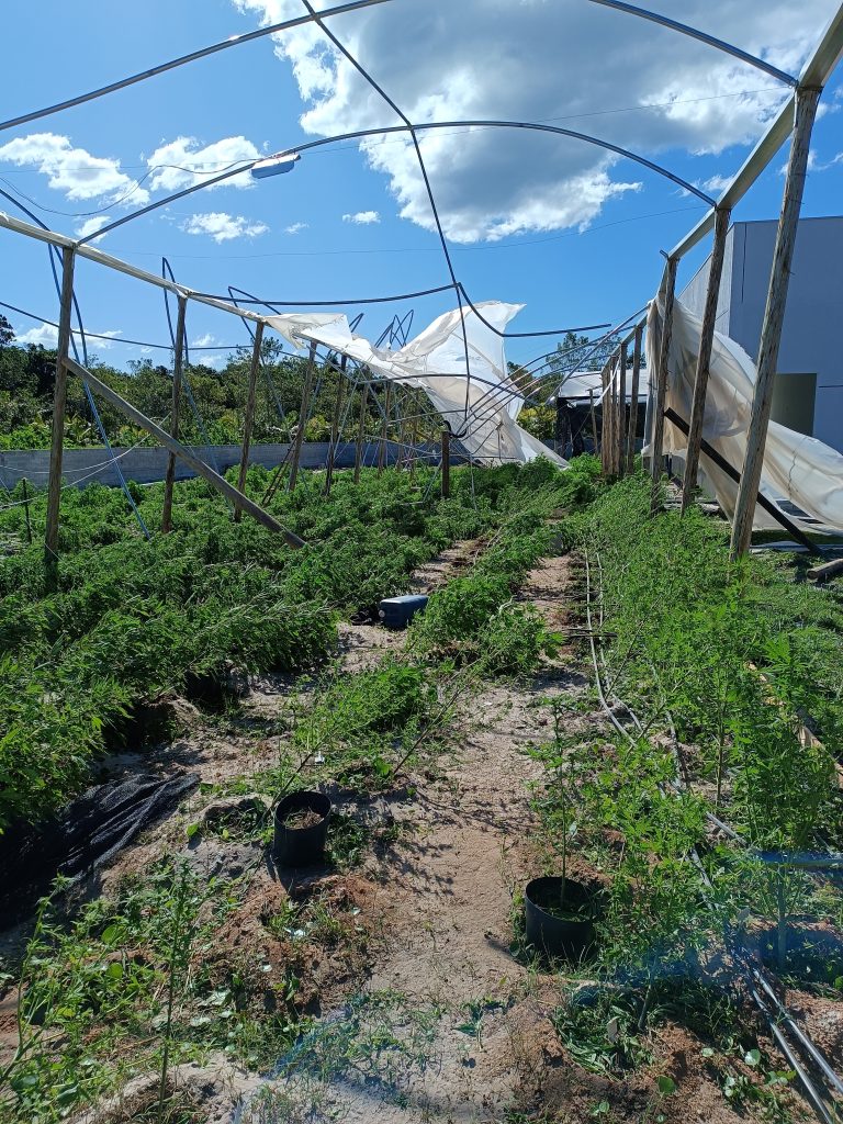 Cultivo da Santa Cannabis após passagem de ciclone extratropical | Foto: divulgação Santa Cannabis