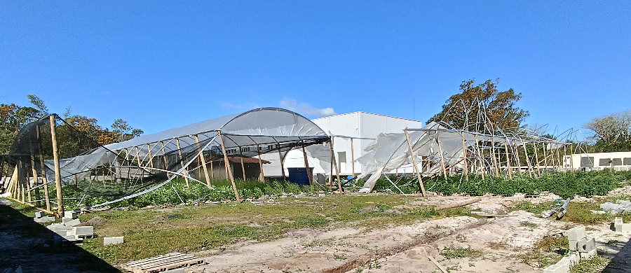 Santa Ajuda: reconstruindo cultivo de Cannabis após a tempestade