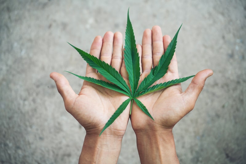 cannabis sativa folhas