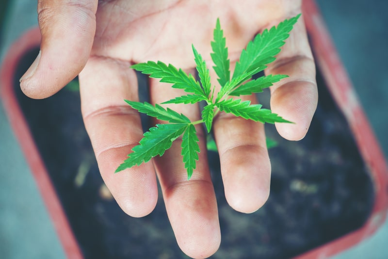 cannabis sativa plantio