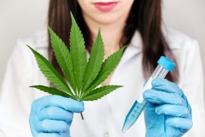 Justiça veta a farmácia magistral a manipular Cannabis.